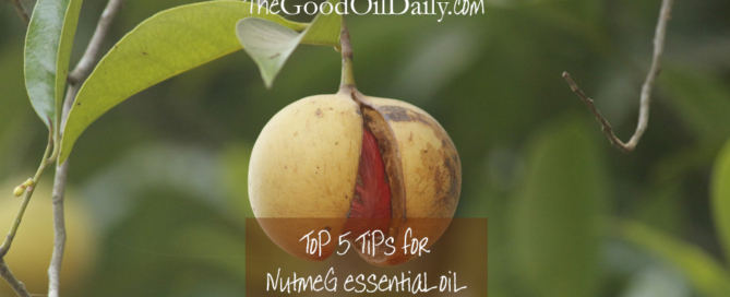 nutmeg essential oil, top 5 tips nutmeg, the good oil daily, young living nutmeg,