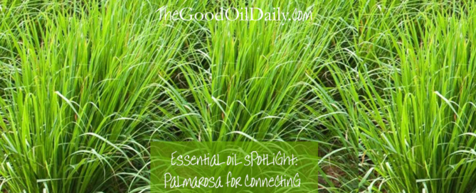 palmarosa essential oil, young living, the good oil daily,