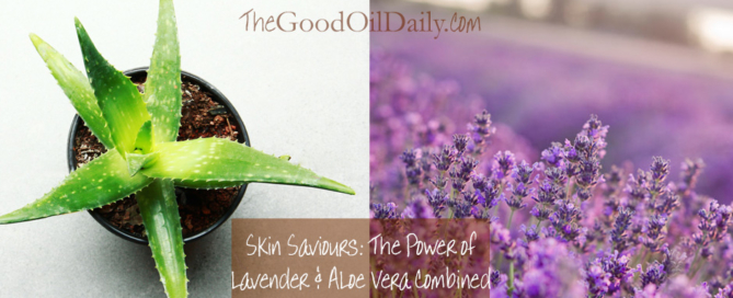 skin lavender aloe vera, young living lavender, the good oil daily