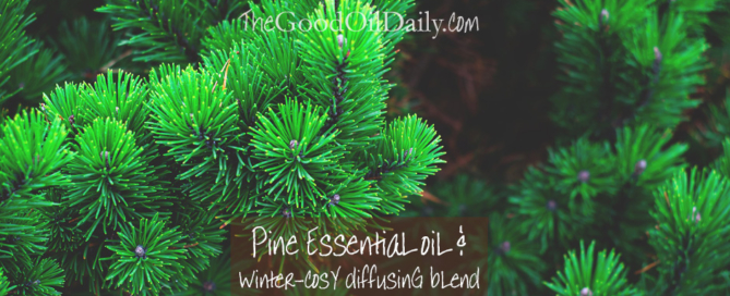 pine essential oil, young living pine, the good oil daily