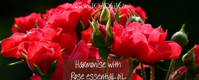 rose essential oil, young living rose, the good oil daily,