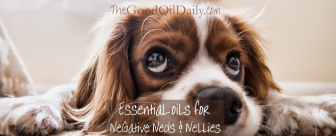 essential oils for negative, young living, the good oil daily