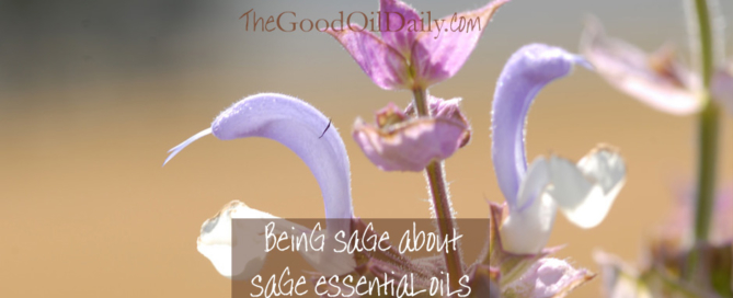 sage, clary sage, spanish sage essential oils, the good oil daily