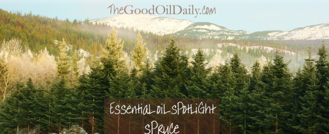 spruce essential oil, the good oil daily
