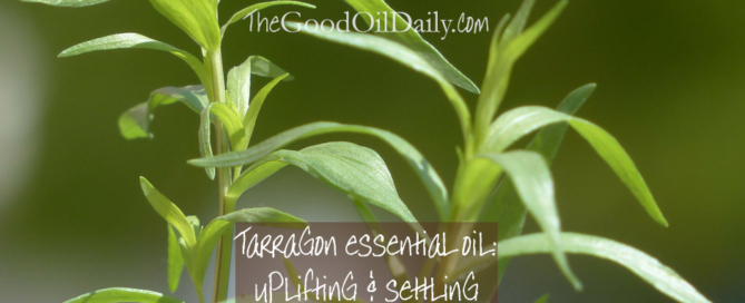 tarragon essential oil, the good oil daily