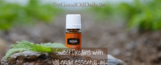 valerian essential oil, the good oil daily