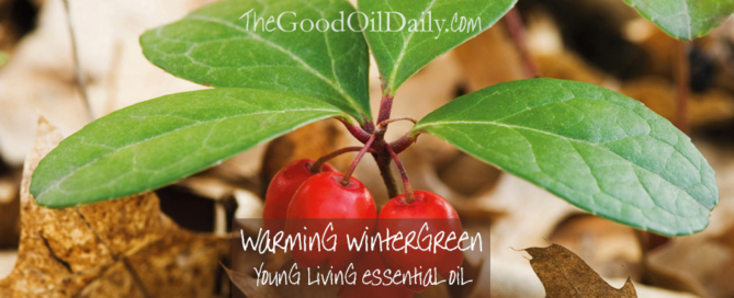 warming wintergreen young living essential oil, the good oil daily