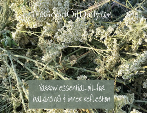 Yarrow Essential Oil for Balancing and Inner Reflection