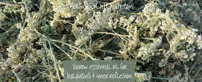 yarrow essential oil balancing reflection the good oil daily