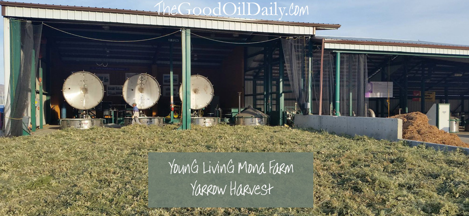 young living yarrow harvest, the good oil daily