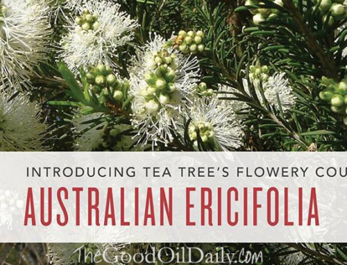 Australian Ericifolia Essential Oil: Six Bonza Benefits of this Bush-Scented Australian Native